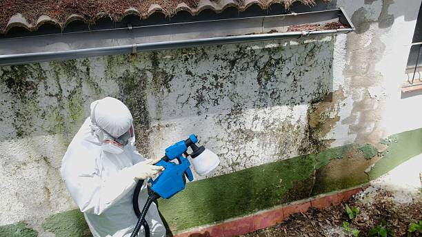 Mold Remediation service in Martinsville, Martinsville, IL